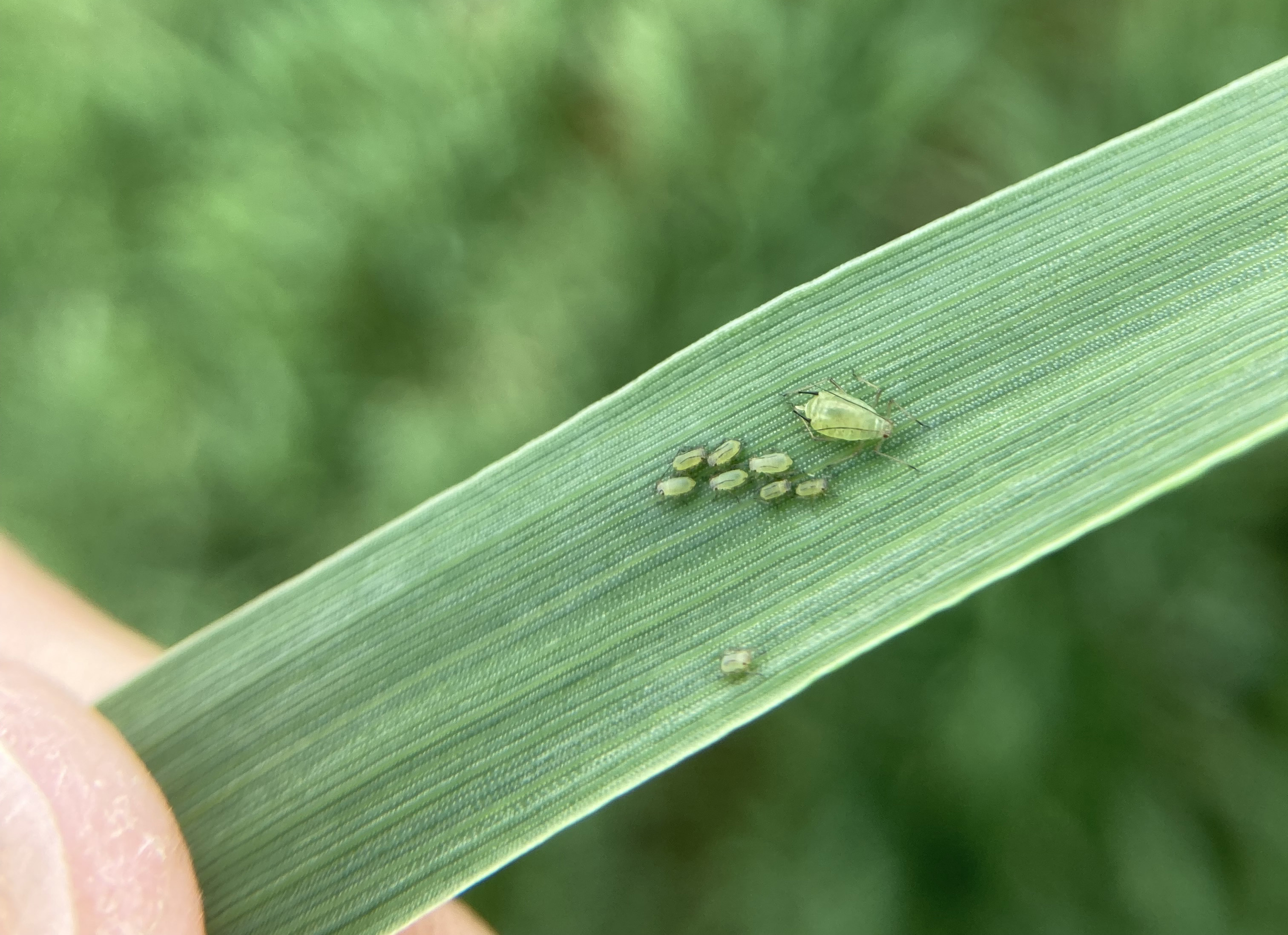 Several green aphids on a blade of wheat.